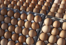 अण्डाको मूल्य बढ्यो