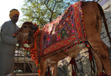गाई र साढेबीच भव्य विवाह
