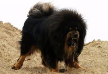 जहाजभन्दा महँगो कुकुर