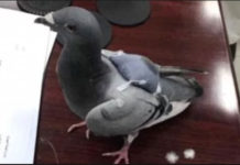 लागूऔषध तस्करीमा परेवा प्रयोग