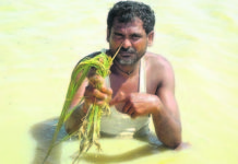 भारतीय बाँधले सात सय हेक्टर धानखेत डुबानमा