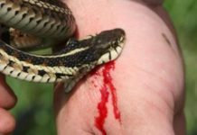सर्प र विषालु कीराको छ्यापछ्याप्ती
