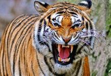 बाघ संरक्षणमा विश्वले नेपालबाट पाठ सिकोस