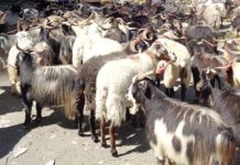 भक्तपुरमा भेडा–च्याङ्ग्रा अहिलेसम्मकै महँगो