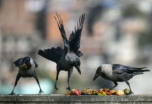 दोस्रो ठुलो चाड तिहार आजदेखि सुरु