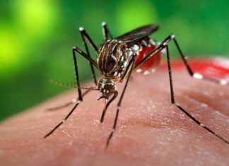 बङ्गलादेशमा डेङ्गु सङ्क्रमणबाट १२ जनाको मृत्यु