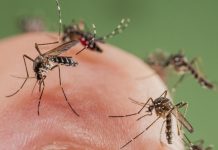 लामखुट्टेको टोकाइबाट सर्ने औलो रोगका लक्षण र बच्ने उपायहरु