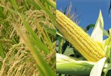 खाद्यान्न बालीको उत्पादकत्वमा वृद्धि हुने