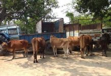 गाई तस्करी नेपाल प्रहरी नियन्त्रणमा