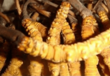 यार्सागुम्बाको उत्पादन घट्दो