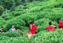 चियाको राजधानीमै चिया उद्योग बन्द गर्ने उद्योगीको निर्णय