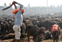 गढीमाई मन्दिरमा पशुबलि रोक्न बिहार सरकारको अपिल