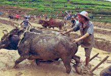 पुर्ख्यौली थलोमा ‘हली’ बने बाबुराम