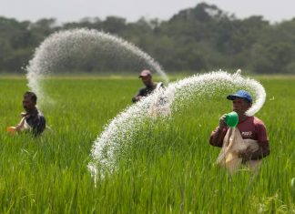 दाङ जिल्लामा रासायनिक मलको अभाव