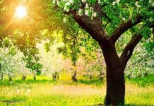 काउकुती लाग्ने अनौठो रुख