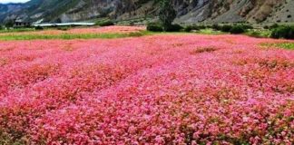 पहाडी भेगमा हराउँदै गयो फापर खेती
