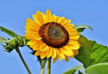 तेलहनका लागि सूर्यमुखी फूल खेतीमा आकर्षित