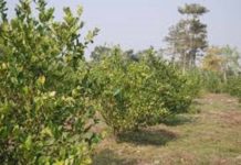 किसानद्वारा कागतीको नर्सरी उत्पादन