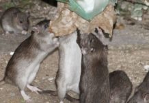 लकडाउनमा मुसाको आतंक