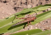 सलहले ठूलो क्षति नगर्नेः विज्ञ