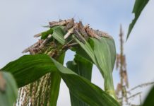 नेपालमा सलहको नयाँ झुण्ड पस्ने सम्भावना बढ्याे