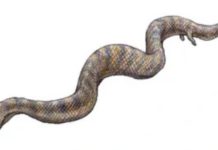 वैज्ञानिकहरुले पत्ता लगाए सर्पमा खुट्टा रहेकाे