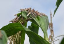 स्याङ्जामा सलह