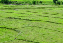 बाँझो जमिनमा खेती गर्नेलाई अनुदान