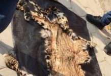 मनमैजुबाट छालासहित एक पक्राउ