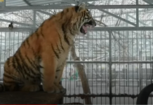 रुसको चिढियाघरमा सुरिलो स्वरका कारण प्रख्यात बाघ