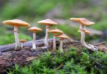 दाङमा जङ्गली च्याउ खाँदा छ जना बिरामी