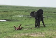 जन्मने बित्तिकै हिड्ने छावा