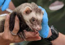 अमेरिकामा जनावर पनि कोरोनाविरुद्धको खोप