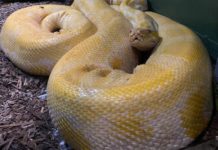 हराइरहेकाे १२ फुटको अजिङ्गर सपिङ सेन्टरमा भेटिएपछि..