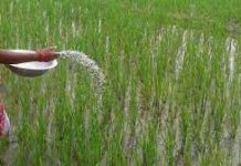 देशैभर मल अभाव चर्किएपछि मल खरिदको वातावरण बनाइदिन आग्रह