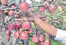 मुस्ताङबाट यो वर्ष ५० करोडको स्याउ निकासी