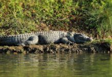 बीस गोही राप्तीमा छाडियो