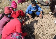 कृषकको साहारा बन्दै आलुजाेन