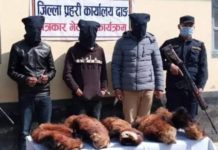 रेडपाण्डाको छालासहित ३ जनालाई पक्राउ