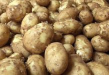 बढ्याे आलुकाे भाउ