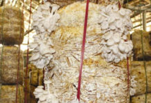 कम लगानी र प्रतिफल धेरै भएपछि पाल्पाका किसान च्याउखेतीमा लागे