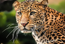 झापाको बुद्धशान्तिमा हात्तीसँगै चितुवा आतङ्क