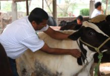 पशुमा बाँझोपनको समस्या जटिल बन्दै