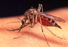 कर्णालीमा औलो : ३२ बिरामी, छ स्थान उच्च जोखिममा