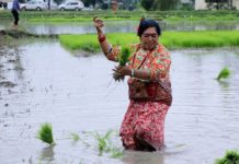 हराउँदै गयो रोपाइँको मौलिकता : सुनिनै छोडे असारे भाका