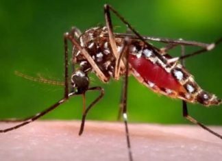 जापानिज इन्सेफ्लाइटिस सङ्क्रमणबाट ३१ जनाको मृत्यु