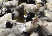 उपत्यकामा दसैँका लागि दुई हजार खसी, बोका र एक हजार च्यांग्रा