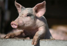 मृत सुँगुरको शरीरमा कोषिकालाई पुनर्जीवित तुल्याउन सफल वैज्ञानिकहरू के मान्छेलाई जिउँदो फर्काउन सक्ला र ?