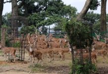 पशुपति क्षेत्रको मृगस्थलीमा शतबीज मार्ग बनाइने