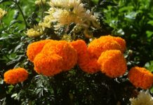 फूलको मौसमः घरआँगनकै फूलबाट थैली भर्दै गृहिणी